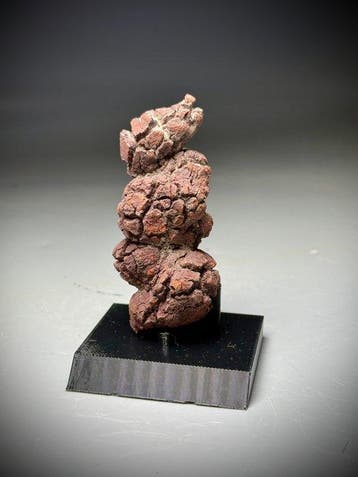 Monsterfossiel poep- - Fossiel fragment - Coprolite- Large