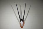Gemsbok schedel Schedel van een zoogdier - Oryx gazella - 40, Verzamelen, Nieuw
