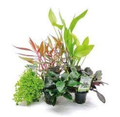 Aquariumplanten Luxe Mix 5 potten, Ophalen of Verzenden, Nieuw