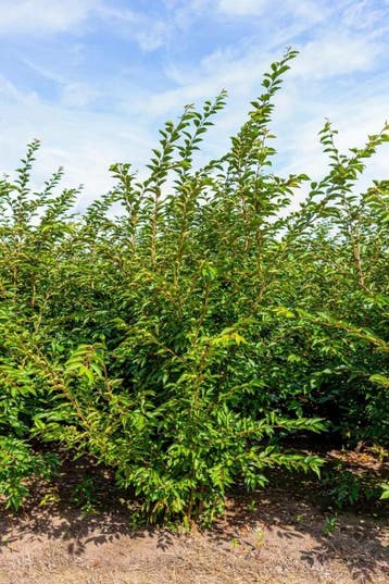Prunus Accolade meerstammig 350-400