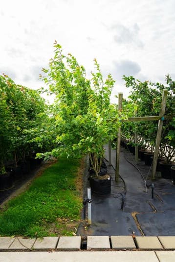 Acer saccharinum meerstammig, Tuin en Terras