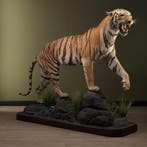 Tijger Taxidermie Opgezette Dieren By Max, Ophalen of Verzenden, Nieuw, Wild dier, Opgezet dier