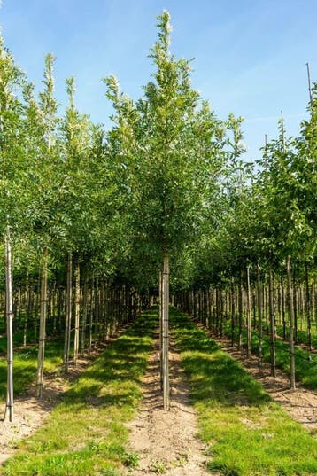 Fraxinus excelsior hoogstam 14/16, Tuin en Terras