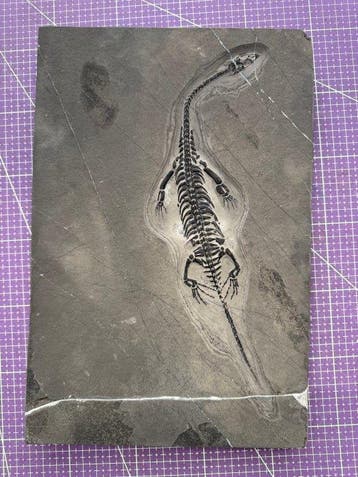 Fossiel reptiel: Keichousaurus – zeldzaam getuigenis uit het