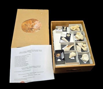 Zeer grote collectie fossiele schelpen en zee-egels,, Verzamelen