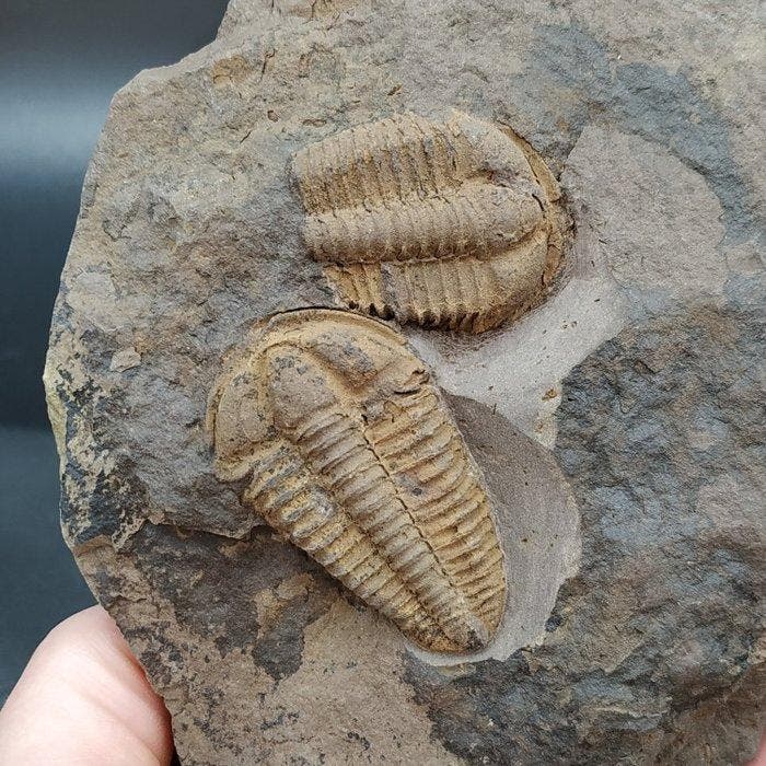 Trilobiet - Gefossiliseerd dier - Conocoryphe cirina, Verzamelen, Mineralen en Fossielen