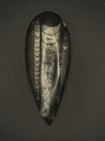 Orthoceras - Gefossiliseerd dier - 10 cm - 4 cm (Zonder
