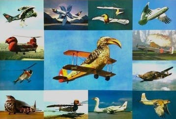 Martin Schwarz (1946) - Vogelflieger