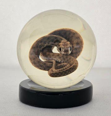 Garter Snake preserved and encased in sphere glass with