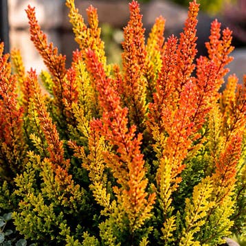 Heide ‘Garden Girls Zoe’ Heideplanten, Sierplanten, Rask, Verzenden, Overige soorten, Struik