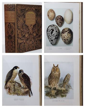 J. Lewis Bonhote - Birds of Britain and Their Eggs - 1927, Antiek en Kunst