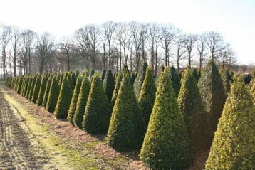 Palmboompje Buxus Sempervirens Kegel 50-60 Kluit