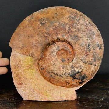 Zeldzaam fossiel exemplaar - rode ammoniet op, Verzamelen, Mineralen en Fossielen