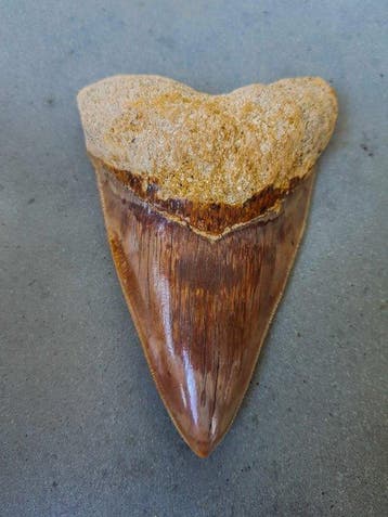 Megalodon - Fossiele tand - 13.3 cm - 9 cm, Verzamelen