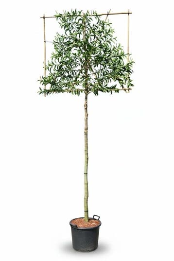 Prunus lusitanica Angustifolia leiboom 14/16 150cm stam, Tuin en Terras