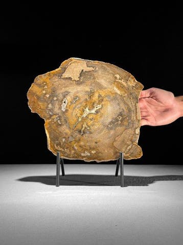 Prachtige plak versteend hout op een op maat gemaakte