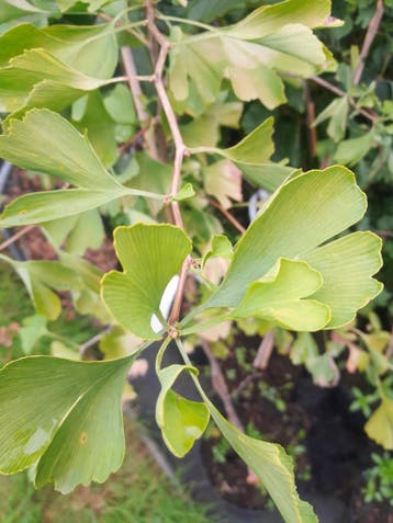 Ginkgo biloba japanse notenboom tempelboom in pot €17,50, Ophalen