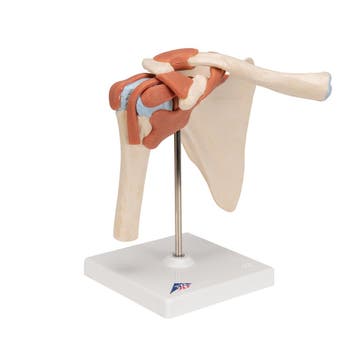 Anatomie model schouder met kraakbeen, Nieuw