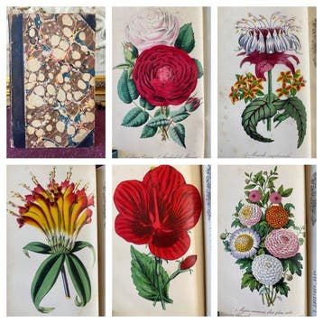 Joseph Harrison - The Floricultural Cabinet Vol. 20 [12 hand