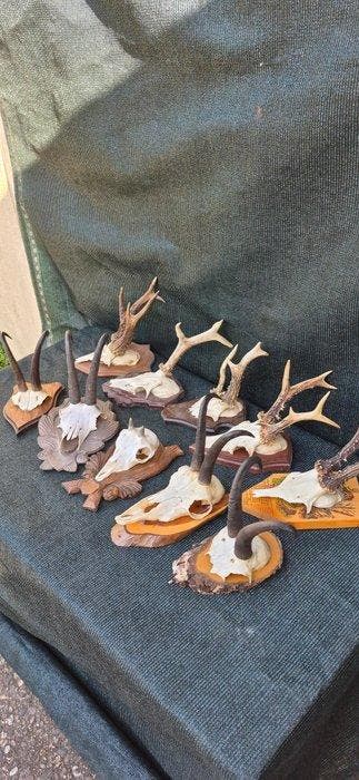 Ree en chamois Taxidermie wandmontage - Capreolus capreolus, Antiek en Kunst