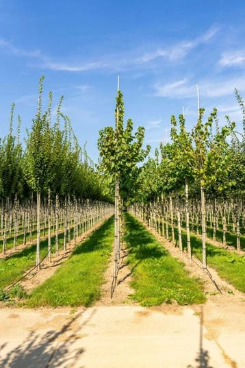 Corylus colurna hoogstam 8/10