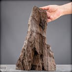 Natuurlijk feeënhout-kristalliseerd versteend hout uit, Verzamelen, Mineralen en Fossielen