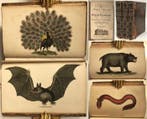 William Holloway and John Branch - The British Museum; or