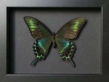 Vlinder Taxidermie volledige montage - Papilio maackii (