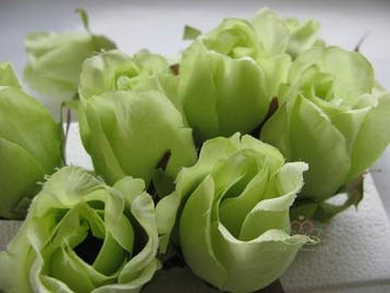 Zijden Roosjes Lichtgroen 5-6 cm 10 stuks, Ophalen of Verzenden, Nieuw