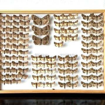 Historische entomologische collectie 110 Noctuidae - 4, Nieuw