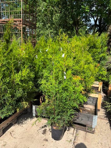 Thuja Occidentalis Brabant - 100 t/m 140cm Stuntprijzen!, Ophalen of Verzenden