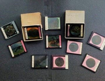 1930s Lote 15 placas de cristal zoología e historia natural