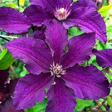 Clematis „Rasputin” container (C2) Sierplanten, Paars, Tuin en Terras, Verzenden, Overige soorten, Struik