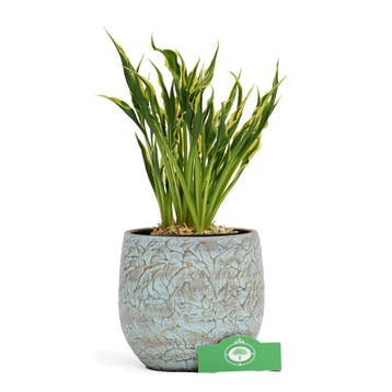 Hosta Hands Up + Pot 13cm, Tuin en Terras, Planten | Tuinplanten, Verzenden
