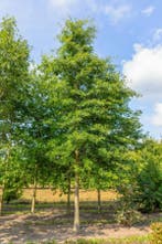 Quercus coccinea Splendens hoogstam, Tuin en Terras