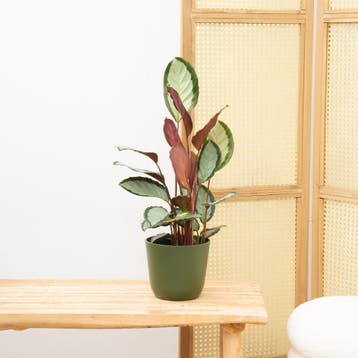 Green Bubble - Calathea Picturata - 70cm - Ø17 cm, Ophalen of Verzenden