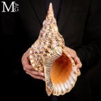 Charonia Tritonis – Grote Triton uit Madagaskar - Giant