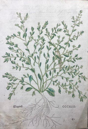 Leonhart Fuchs (1501-1566) - Weggrass da New Kreüterbuch