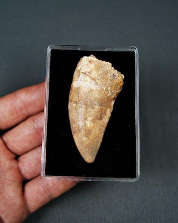 Dinosaurus - Fossiele tand - Carcharodontosaurus saharicus, Verzamelen