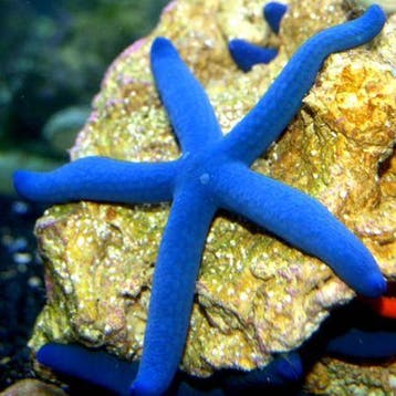 Linckia Laevigata (Blauwe zeester), Ophalen of Verzenden, Nieuw