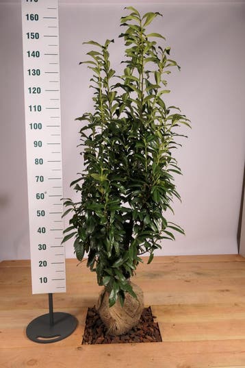 Laurier Elly 140-160cm !!Aanbieding!!, Ophalen of Verzenden, Laurier, Haag, 100 tot 250 cm