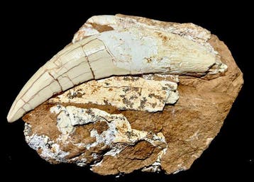 Zoogdier - Fossiele tand - Megantereon sp. saber cat