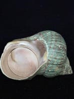 Zeeslak Zeeschelp - S-158 TURBO CRASSUS (Zonder