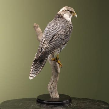 Hybride Valk Taxidermie Opgezette Dieren By Max, Ophalen of Verzenden, Nieuw, Vogel, Opgezet dier