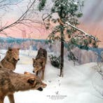 LP nieuw - The Jealous Sound - A Gentle Reminder 2-LP+CD, Verzenden, Nieuw in verpakking