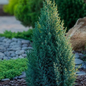Chinese jeneverbes Stricta container (P15) Coniferen, Verzenden, Conifeer, Struik