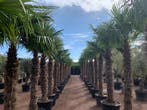 Trachycarpus fortunei palmboom / palmbomen te koop!!!!!!!!!!, Tuin en Terras, In pot, Halfschaduw, Ophalen of Verzenden, 100 tot 250 cm