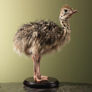 Struisvogel Kuiken Taxidermie Opgezette Dieren By Max, Ophalen of Verzenden, Nieuw, Vogel, Opgezet dier