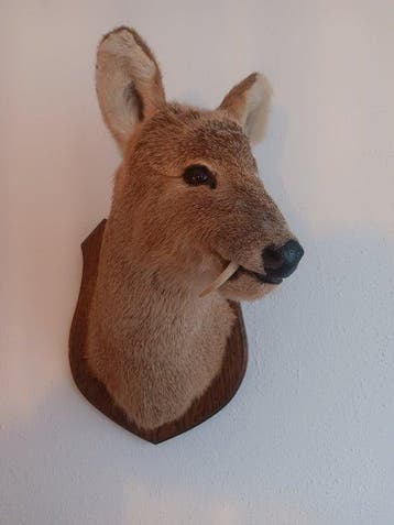 Chinees waterhert Taxidermie hoofdmontage - Hydropotes, Nieuw