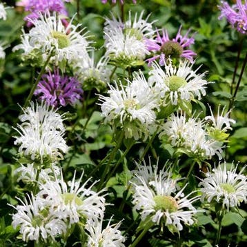 Monarda Schneewittchen - Wortelgoed - 5 stuks, Verzenden
